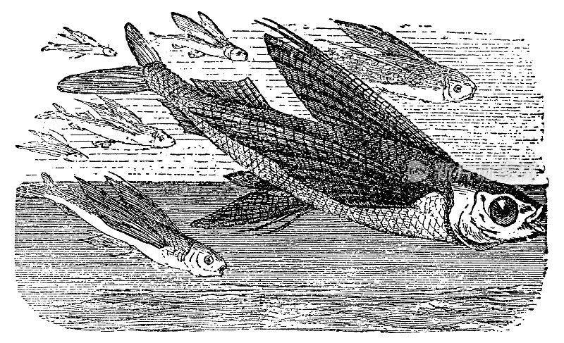 热带双翼飞鱼(Exocoetus Volitans) - 19世纪